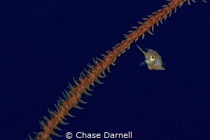 "Suspended"
A Slender Filefish swims around a branch of ... by Chase Darnell 